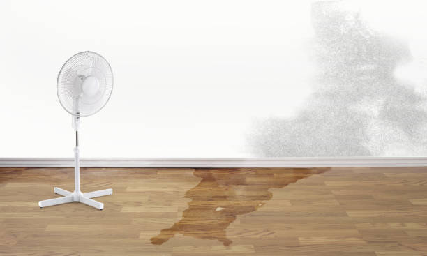 Best Flooded house restoration  in Williston, FL
